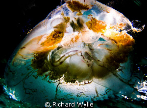 Took this with my compact canon D10 camera while snorkell... by Richard Wylie 
